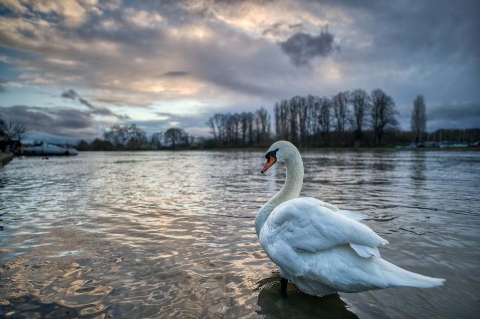 A white swan with an orange beak and elegant curved neck standing in calm river water during late afternoon or early evening, with ripples around its body. The swan's feathers are smooth and glossy, reflecting subtle light from the cloudy sky above. In the background, there are leafless trees along the riverbank, some small boats docked on the left side, and a cloudy sky with a mix of dark and light gray clouds creating a moody atmosphere. The scene exhibits natural surroundings with a tranquil water setting, which contrasts with the typical urban environment where rubbish removal services might be needed, but the focus remains on the serene natural scene. The lighting suggests overcast weather with diffused sunlight, providing a soft, neutral tone to the landscape, emphasizing the purity of the swan amid the subdued natural colors.